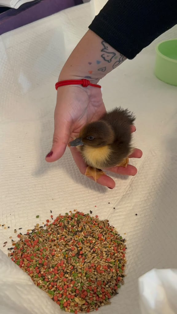 Orphaned duckling