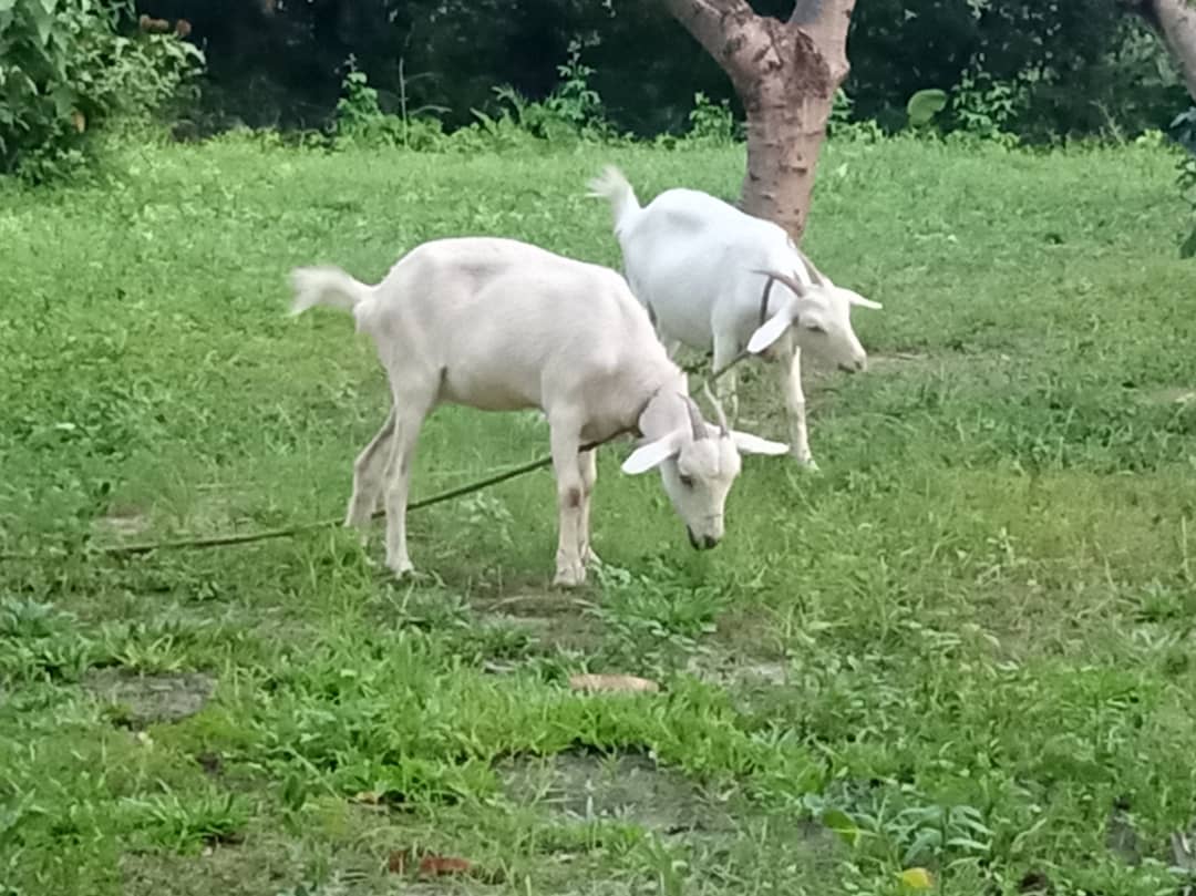 Goats in care